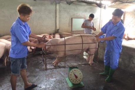 Một doanh nghiệp cam kết thu mua 40.000 con lợn