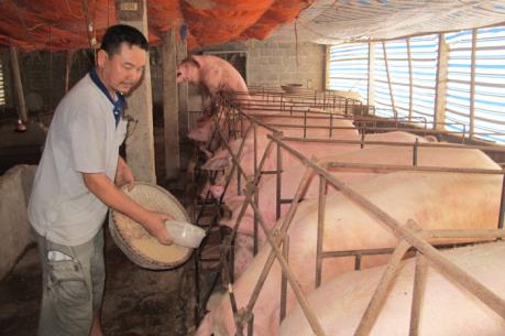 Đồng Nai ưu tiên tiêu thụ thịt lợn, tăng cường xử lý giết mổ trái phép