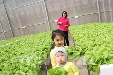 Du lịch khám phá vườn rau công nghệ cao ở Đà Lạt "hút" khách