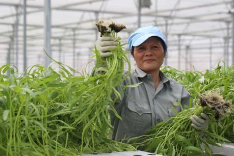 Cho vay nông nghiệp công nghệ cao, ngân hàng phải tính đến hiệu quả đầu tư