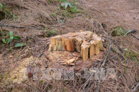 Nhiều cây thông thuộc rừng đặc dụng ở Thiên An bị chặt phá