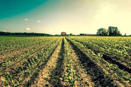 Diện tích trồng cây lương thực biến đổi gen tăng mạnh trên toàn cầu