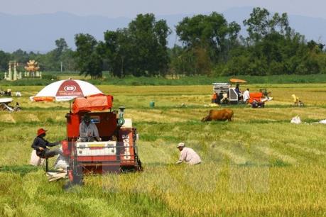Năng suất lúa Đồng bằng sông Cửu Long đạt gần 63 tạ/ha