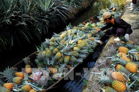 Giá dứa tăng khá, người dân phấn khởi