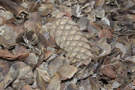 Malaysia tịch thu khối lượng vảy tê tê lớn nhất từ trước tới nay