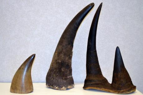 Hải quan Tân Sơn Nhất bắt giữ vụ vận chuyển trái phép 1,5 kg sừng tê giác