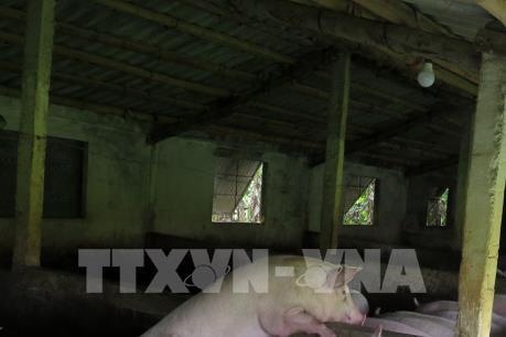 Giá lợn hơi hôm nay 10/9 giảm nhẹ ở một vài tỉnh miền Nam