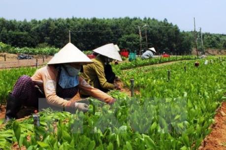 Giá cây giống tăng cao