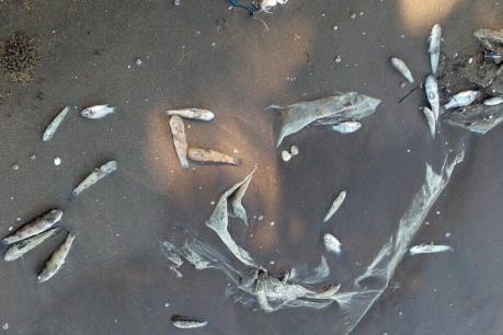 Cá biển chết bất thường tại Kiên Giang