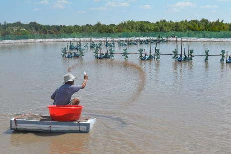 Tín hiệu mùa tôm thành công ở Sóc Trăng