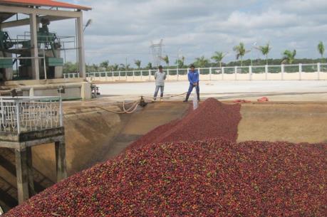 Đắk Lắk cổ phần hóa 6 công ty TNHH MTV cà phê, cao su