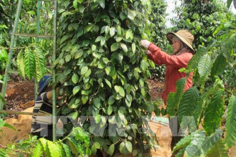 Hơn 1.000 tỷ đồng phát triển nông nghiệp công nghệ cao tại Đắk Lắk