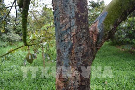 Bệnh xì mủ tấn công trên cây sầu riêng ở Đồng Tháp