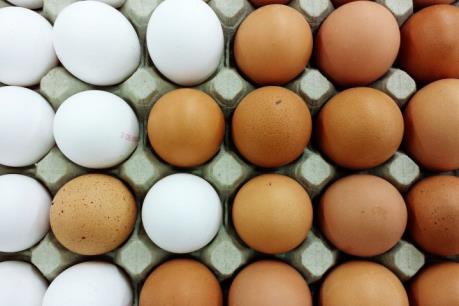 Hàn Quốc dự kiến nhập khẩu trứng gà từ Đan Mạch và Thái Lan