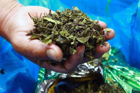 Phát hiện 4 container chứa shisha và lá khát