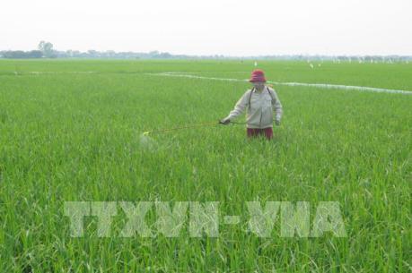 Hải Dương sản xuất lúa hàng hóa theo hướng bao tiêu sản phẩm