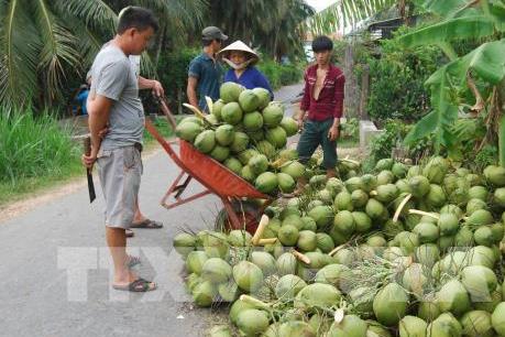 Triển vọng phát triển cây dừa ở Sóc Trăng