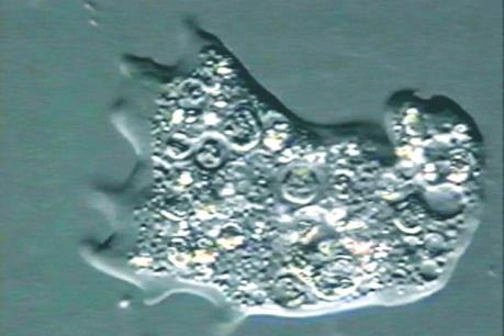 Chế tạo thành công vaccine phòng bệnh amip