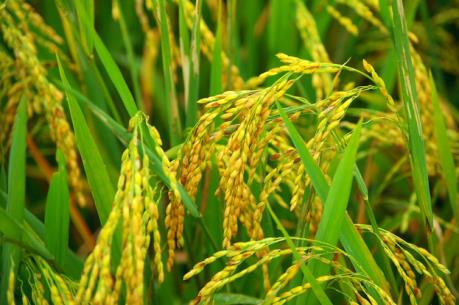 Hiệu quả từ trồng lúa hữu cơ