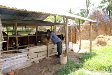 Nâng cao thu nhập nhờ nuôi bò ở Sóc Trăng