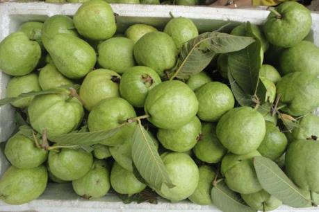 Nghệ An trồng ổi trên đất cằn cho thu nhập cao