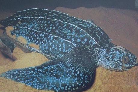 Malaysia tịch thu hàng trăm con rùa quý hiếm bị buôn lậu