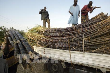 Mexico và Mỹ bế tắc trong giải quyết tranh chấp thương mại về mía đường