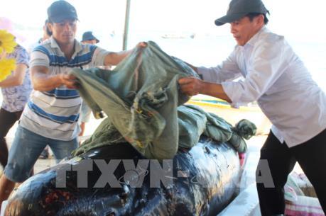 Ngư dân Quảng Ngãi tổ chức an táng cá Voi nặng hơn 700 kg dạt vào bờ