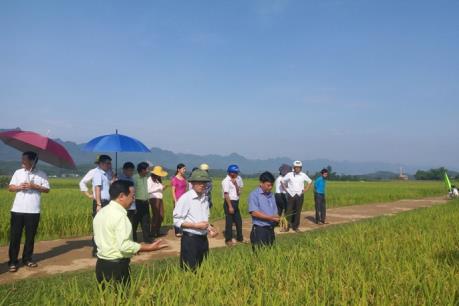 Khảo nghiệm thành công giống lúa lai ở địa bàn miền núi