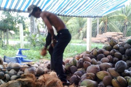 Giá dừa khô tăng mạnh