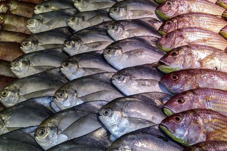 Phát hiện đường dây nhập khẩu cá bơm tạp chất xuất xứ Trung Quốc