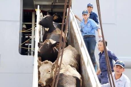 Vinamilk nhập hơn 2.000 con bò sữa cao sản từ Mỹ