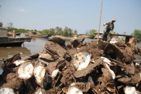 Người dân điêu đứng vì hàu chết hàng loạt
