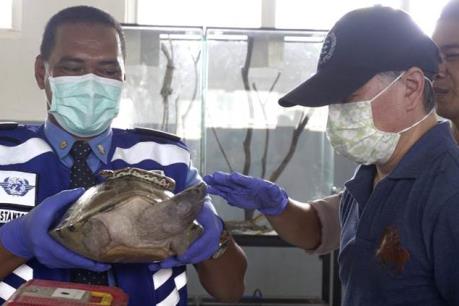 Indonesia bắt giữ một người Nhật Bản vận chuyển trái phép động vật hoang dã