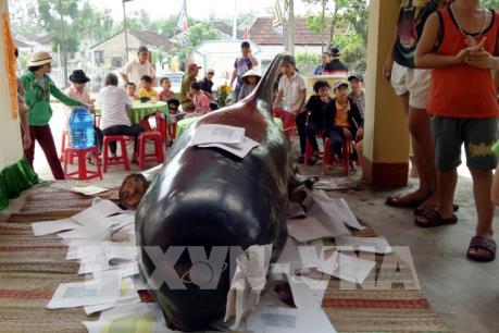 Cá voi lại dạt vào bờ biển huyện Bình Sơn