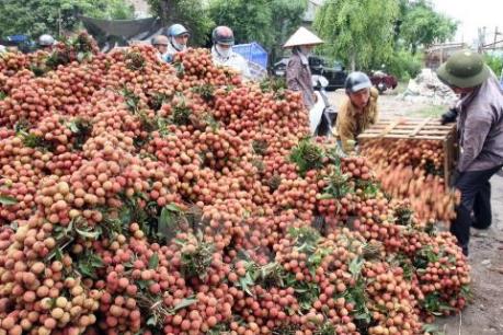Trồng vải thiều trên đất kém dinh dưỡng đem lại hiệu quả kinh tế cao