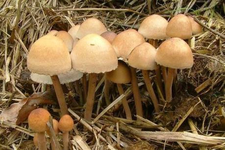 Nghệ An: Ăn nấm rừng, 6 người bị ngộ độc