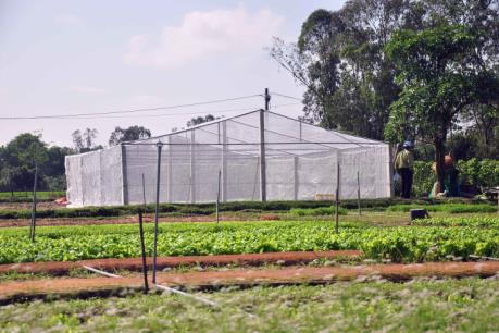 Đầu tư vào nông nghiệp công nghệ cao - Bài 2: Để chính sách trở thành "bà đỡ" 