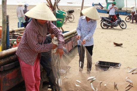 Ngư dân Thanh Hóa bội thu cá trích