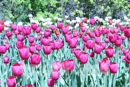 Thủ đô Ottawa rực rỡ hoa tulip mừng Canada tròn 150 tuổi