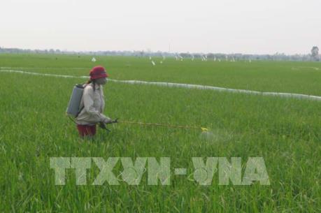 Hà Tĩnh hỗ trợ lúa giống cho địa phương bị thiệt hại do bệnh đạo ôn cổ bông