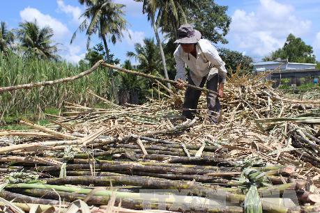 Cổ phiếu mía đường hút nhà đầu tư sau M&A