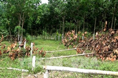 Cây cao su gần thu hoạch mủ bị chặt phá