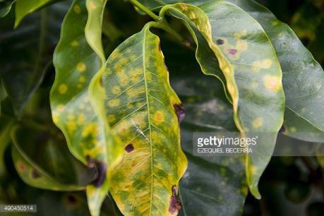 Bùng phát nấm Roya trên cây cà phê