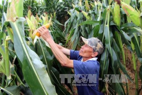 Mô hình trồng ngô cho thu nhập cao