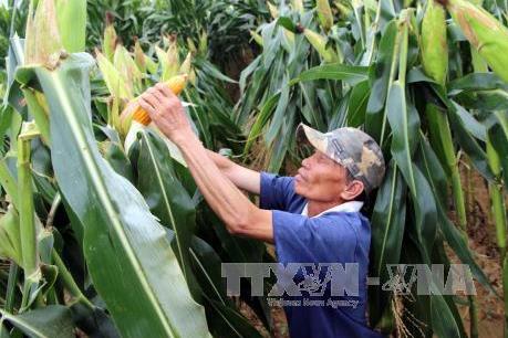 Trồng ngô lấy thân làm thức ăn chăn nuôi đem lại hiệu quả kinh tế