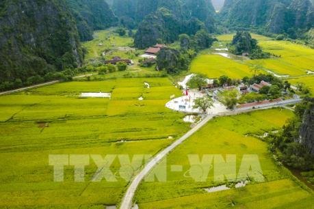 Mùa vàng đẹp như tranh ở Tam Cốc, Ninh Bình
