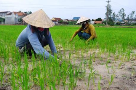 Vượt khó nhờ trồng lúa trên đất cát trắng bỏ hoang