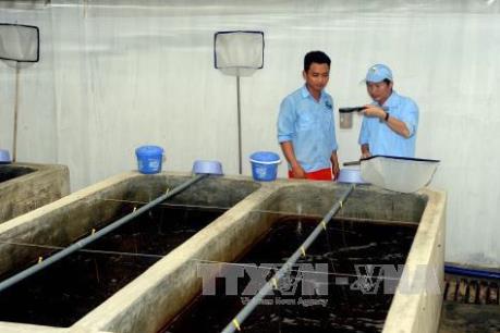 Thành lập Khu nông nghiệp ứng dụng công nghệ cao phát triển tôm Bạc Liêu