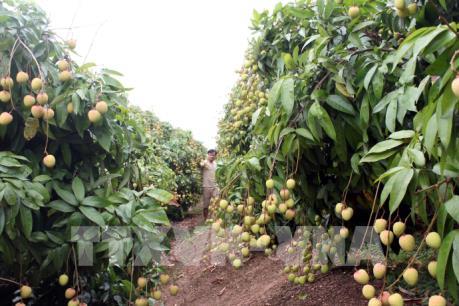 Bắc Giang xúc tiến tiêu thụ trọng điểm, nâng cao giá trị quả vải